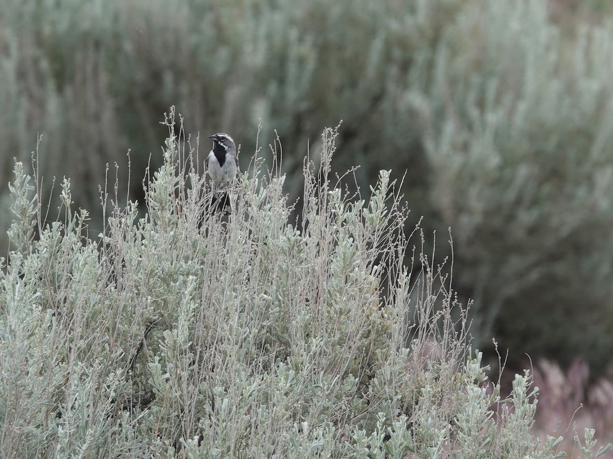 Black-throated Sparrow - ML620089838