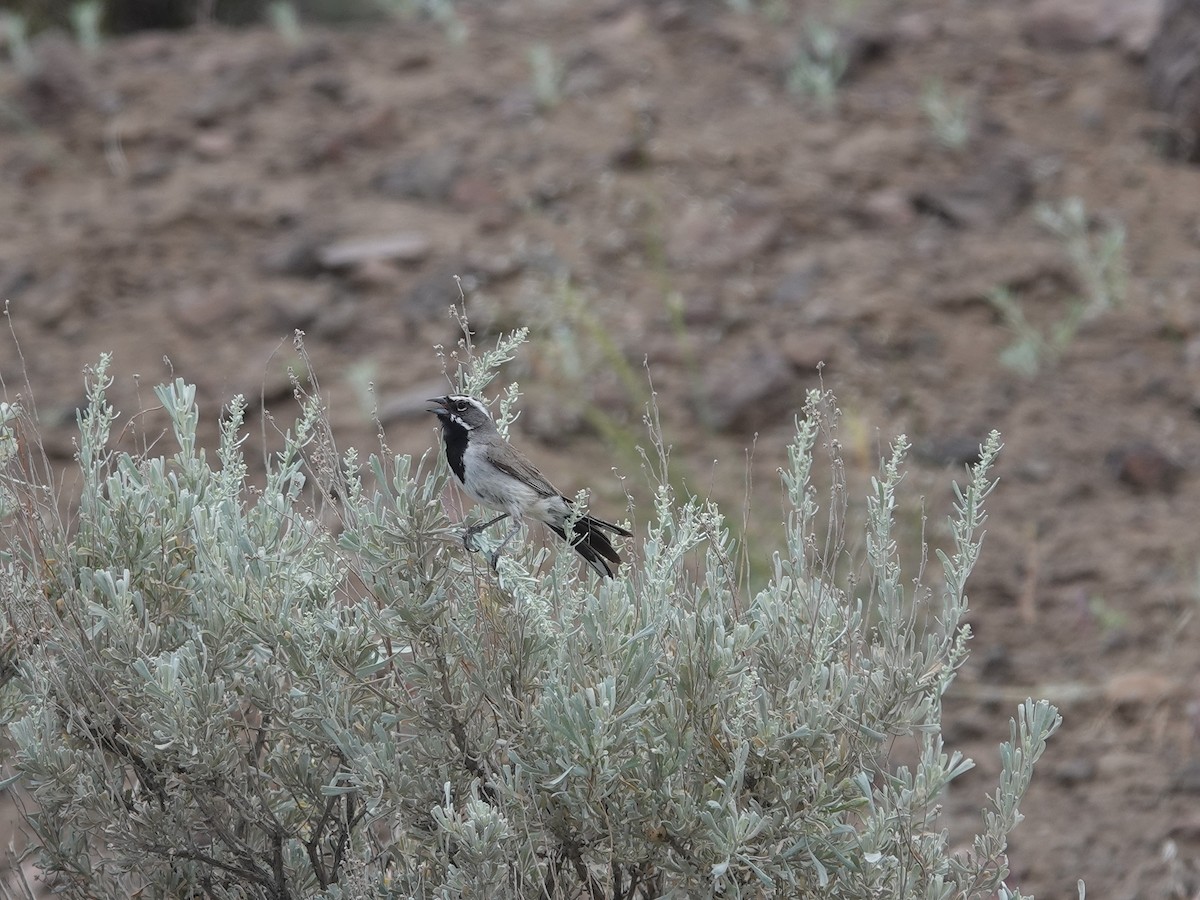 Black-throated Sparrow - ML620089841