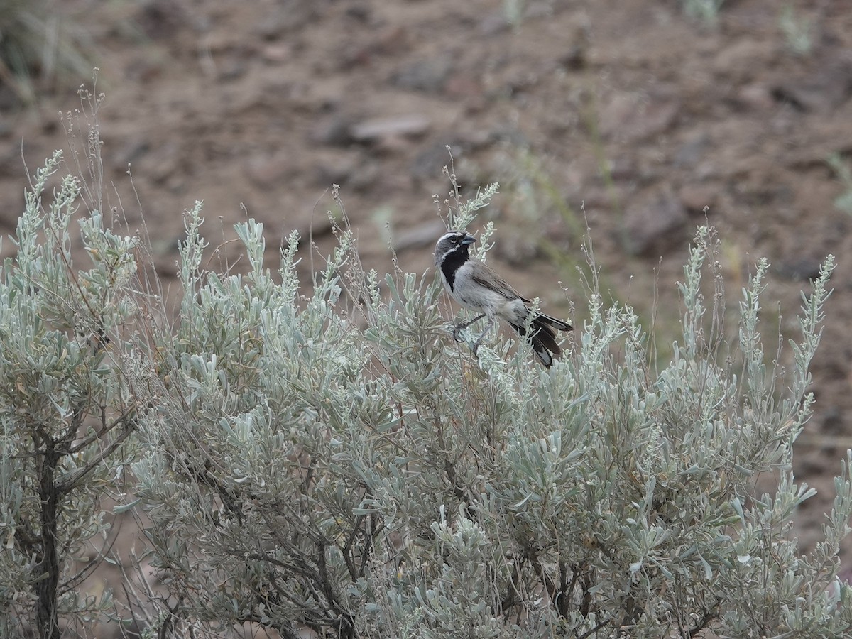 Black-throated Sparrow - ML620089843