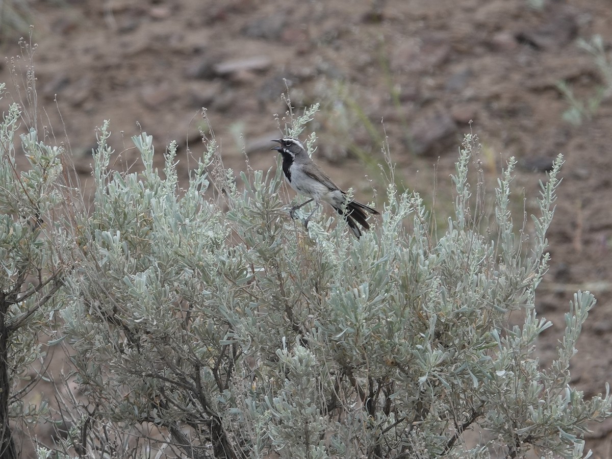 Black-throated Sparrow - ML620089845