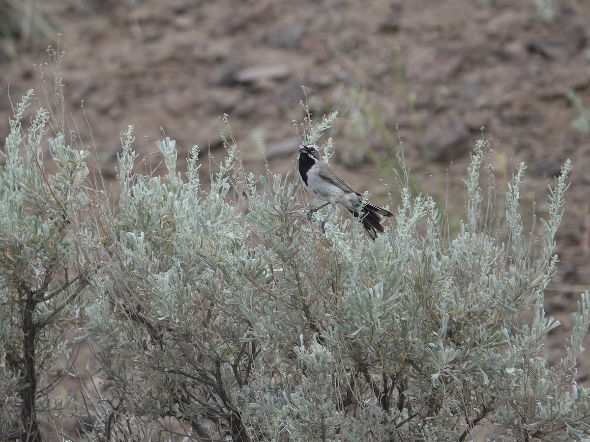 Black-throated Sparrow - ML620089847