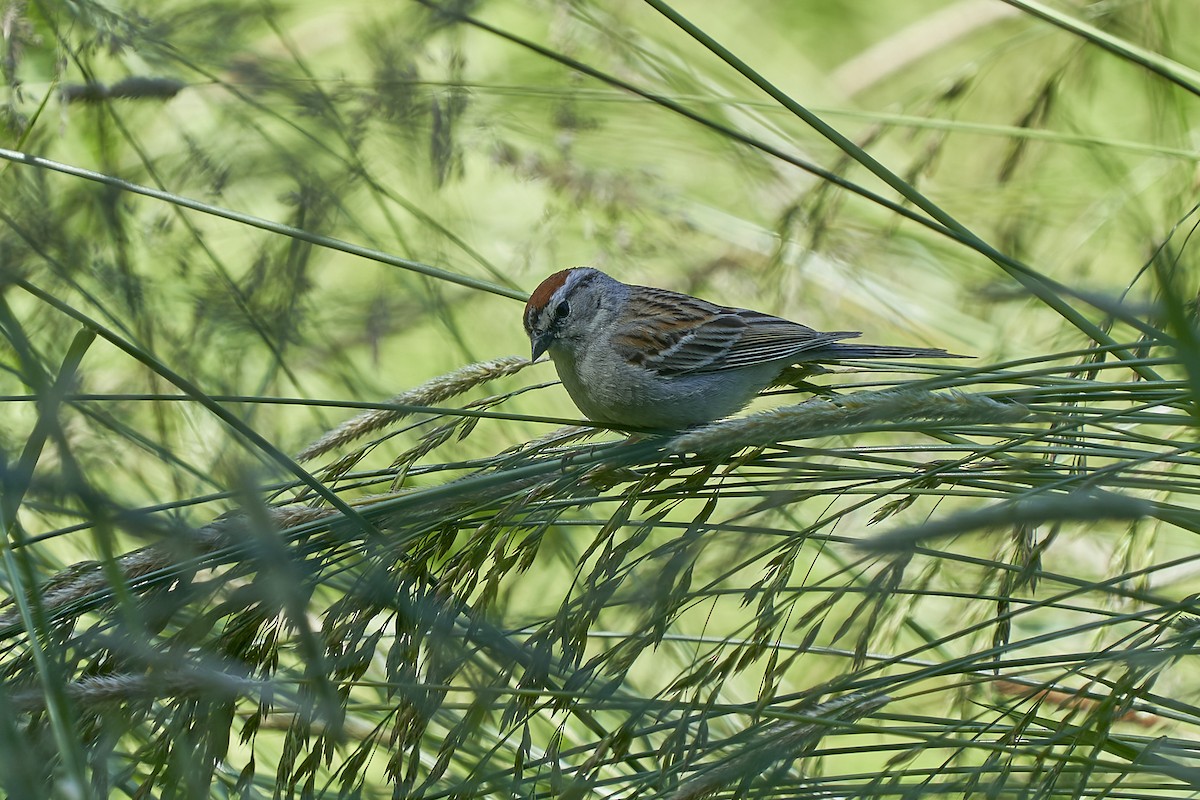 Chipping Sparrow - ML620089850