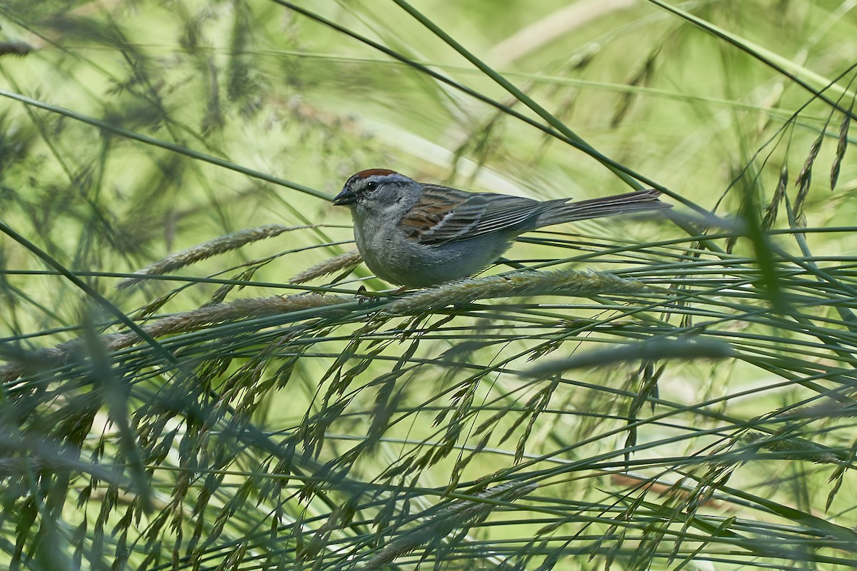 Chipping Sparrow - ML620089851