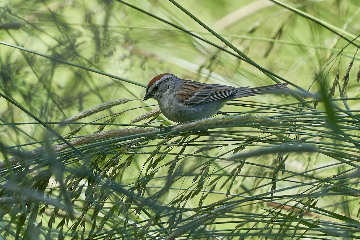 Chipping Sparrow - ML620089852