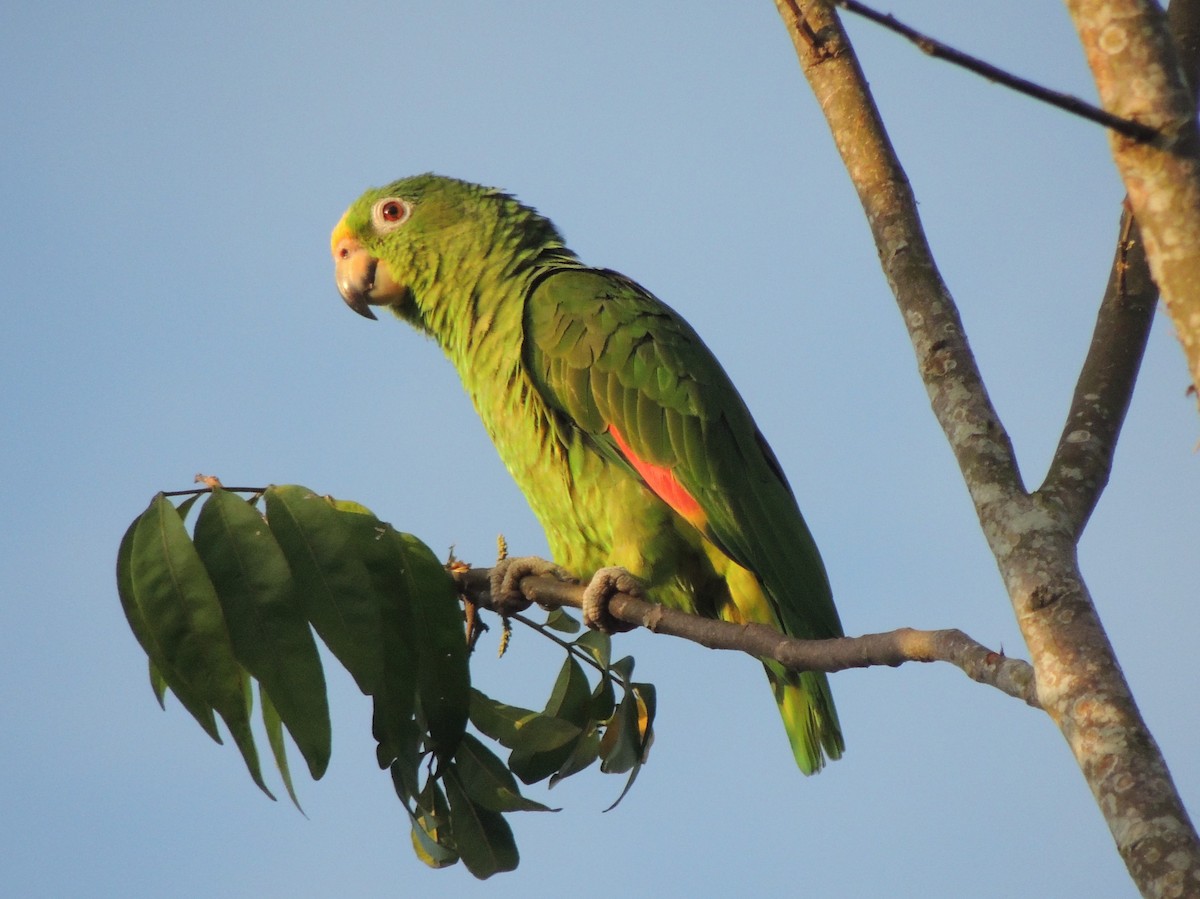 Yellow-crowned Parrot - ML620089855