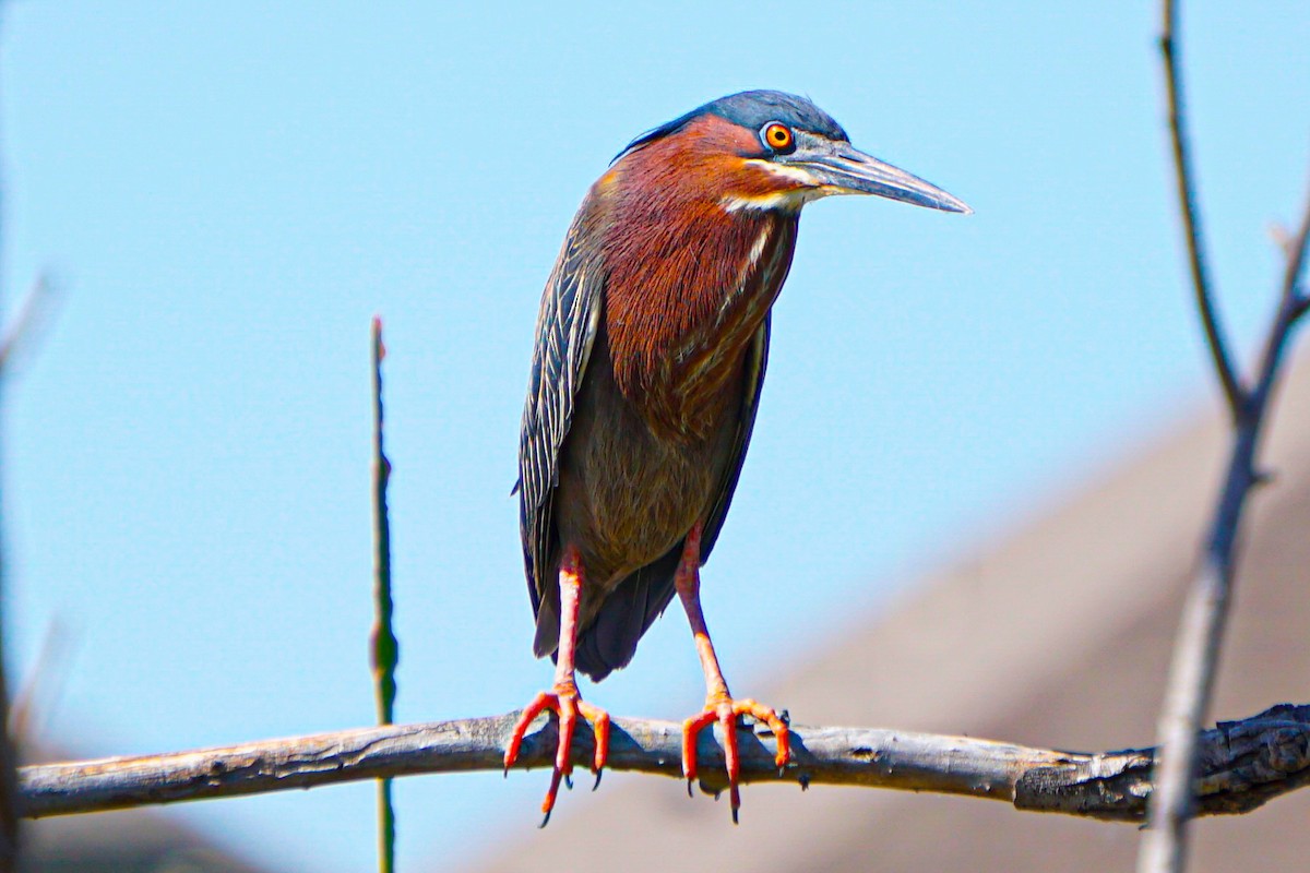 Green Heron - ML620089856