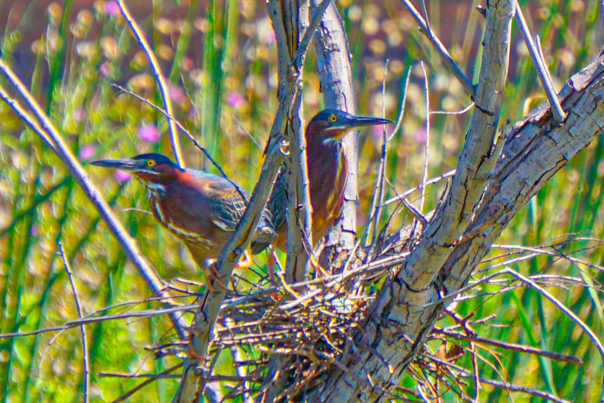 Green Heron - ML620089857