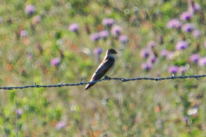 Northern Rough-winged Swallow - ML620089873