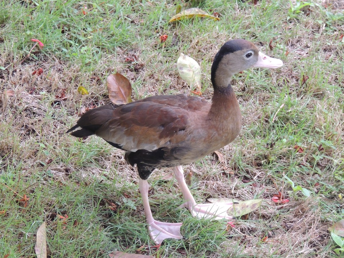 Black-bellied Whistling-Duck - ML620089876
