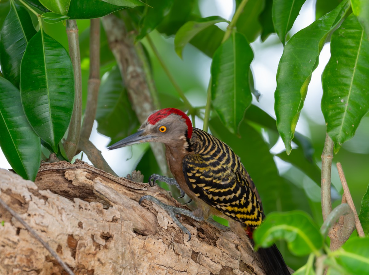 Hispaniolan Woodpecker - ML620089882