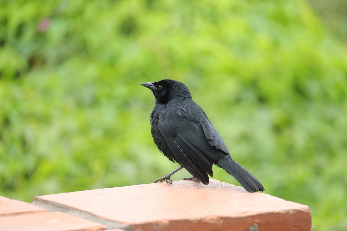 Scrub Blackbird - ML620089890