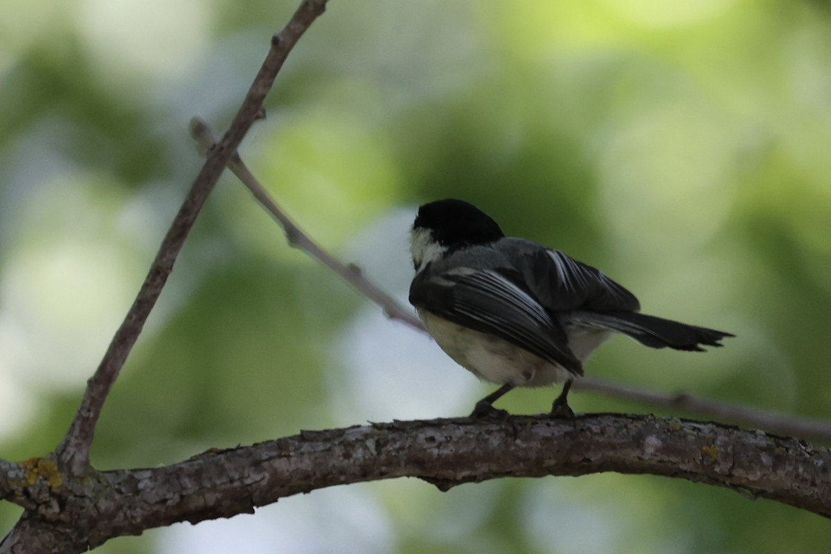 Mésange à tête noire - ML620089893