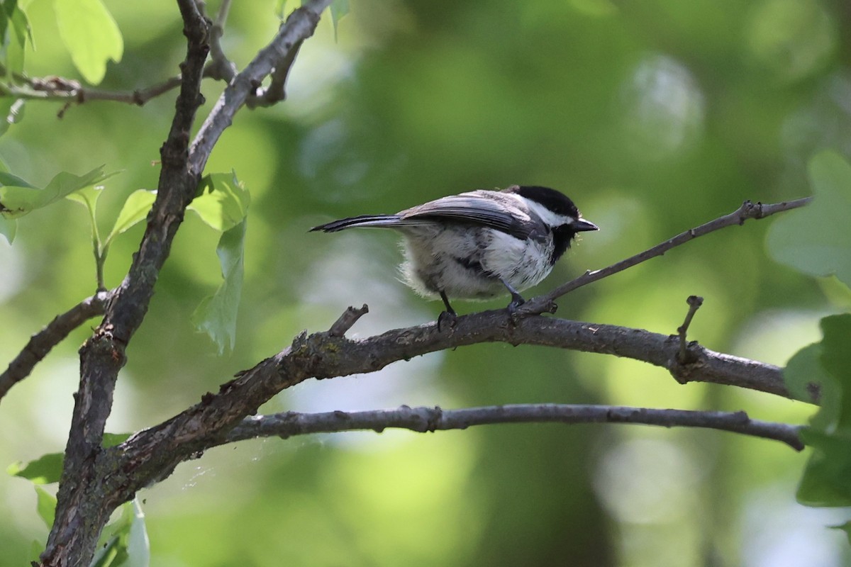 Black-capped Chickadee - ML620089894