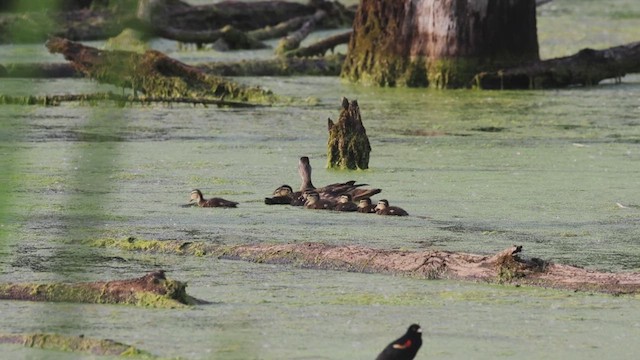 Wood Duck - ML620089917