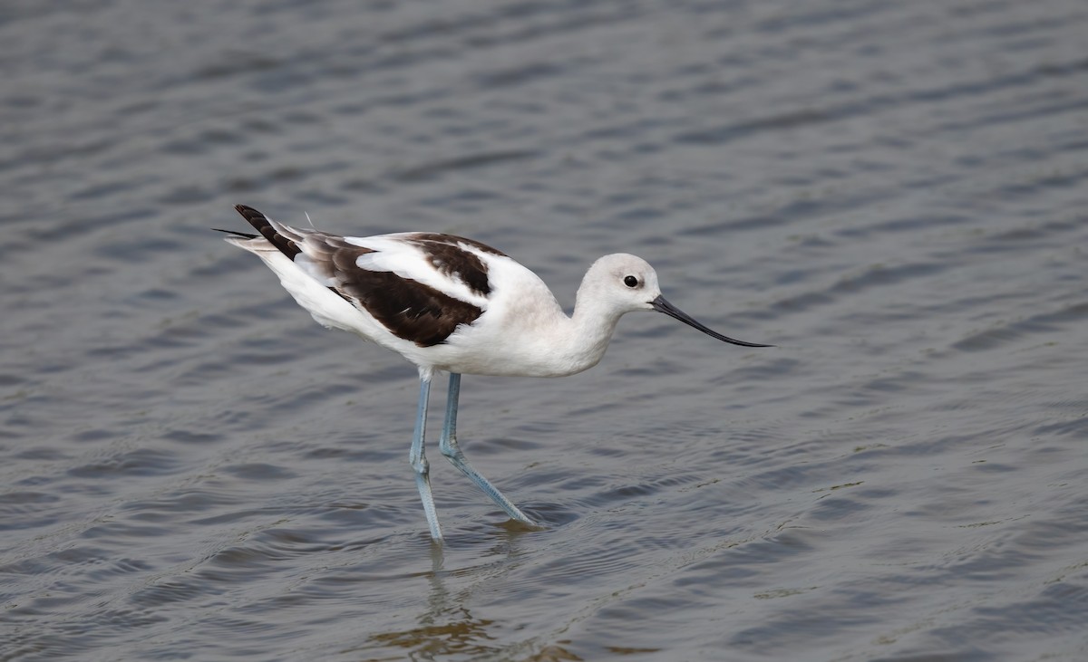 Avocette d'Amérique - ML620089918