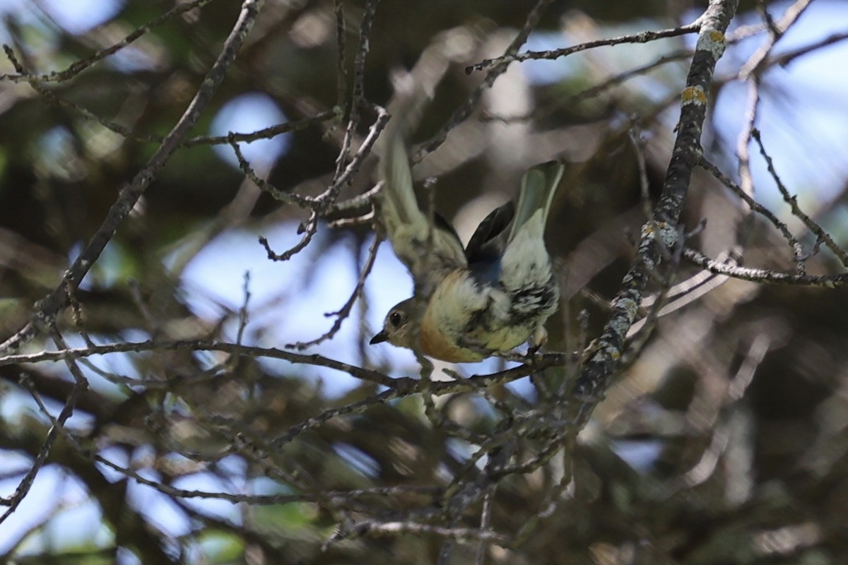 Eastern Bluebird - ML620089923