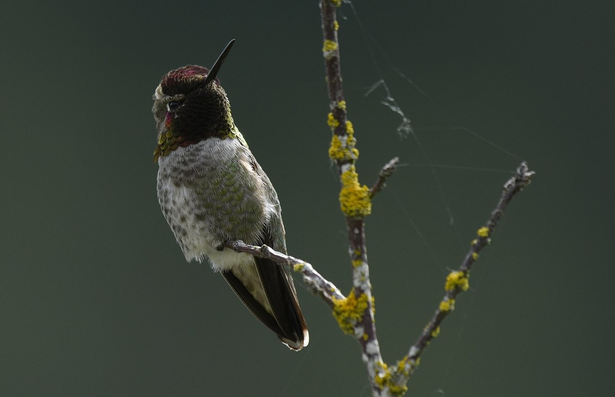 Anna's Hummingbird - ML620089929