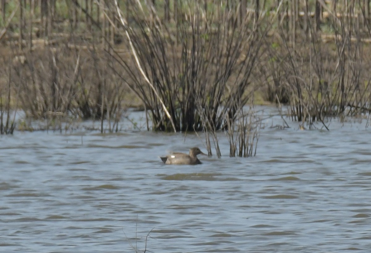 Canard chipeau - ML620089938