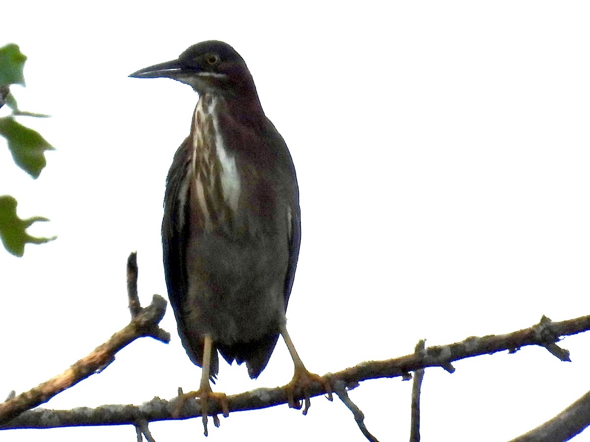 Green Heron - ML620089940