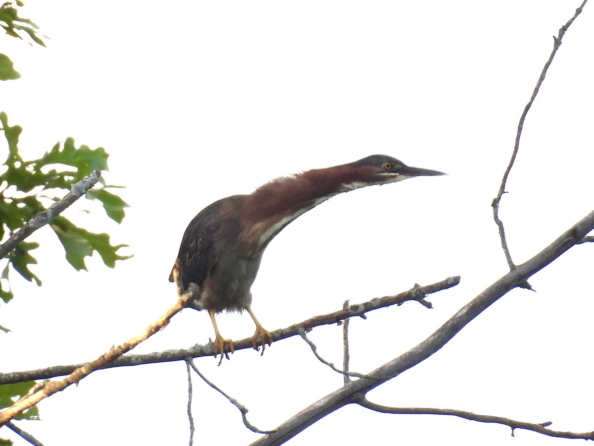 Green Heron - ML620089941