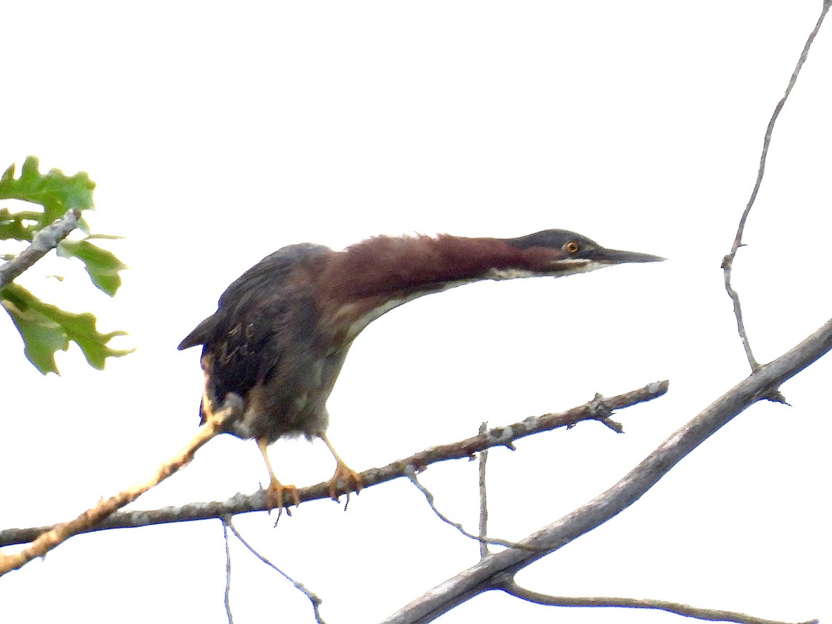 Green Heron - ML620089943