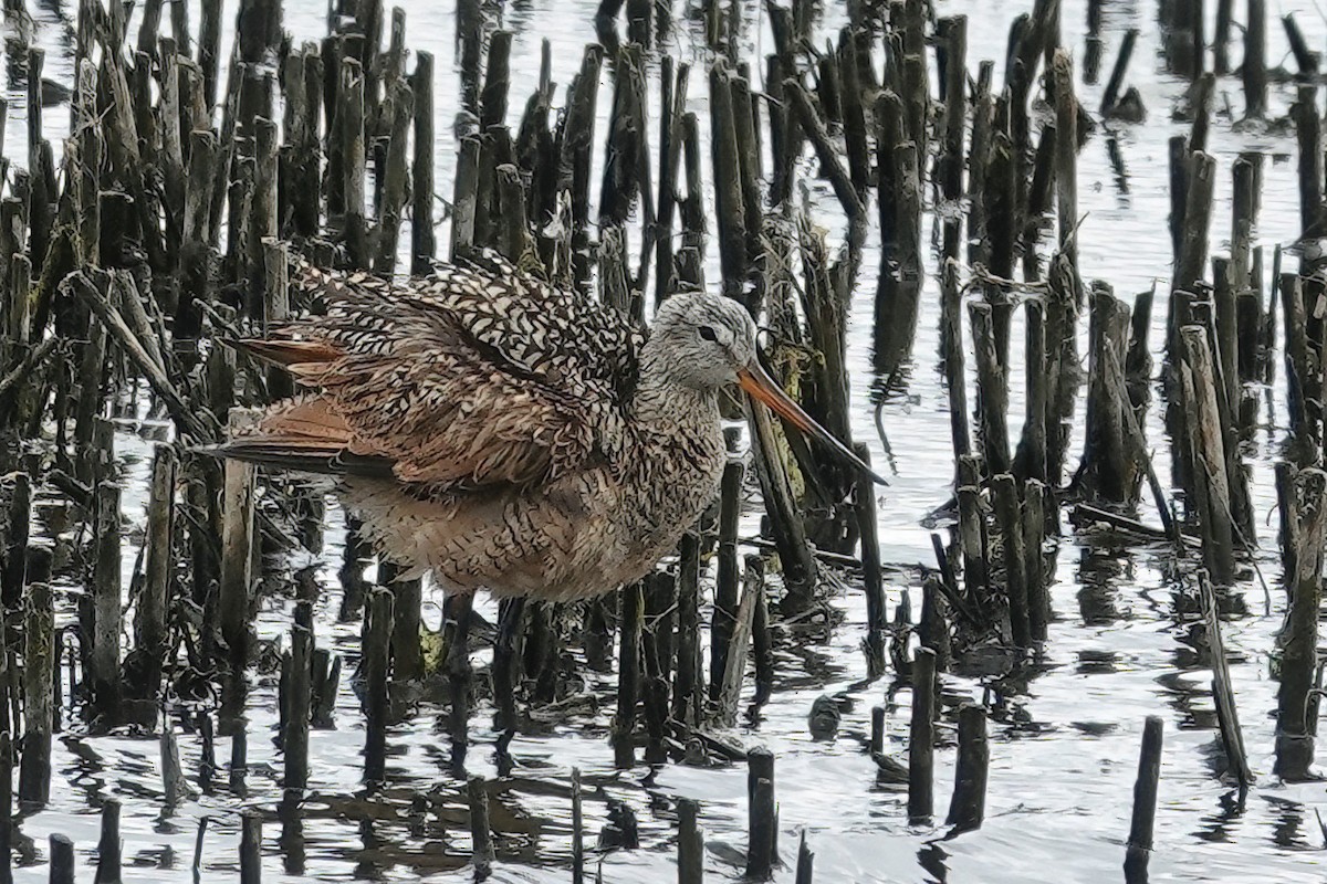 Marbled Godwit - ML620089944