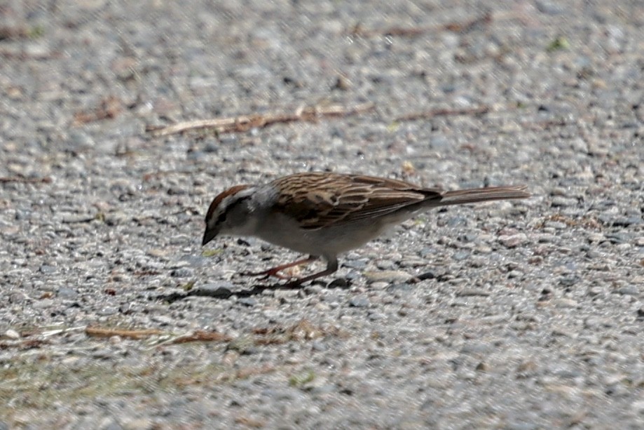 Chipping Sparrow - ML620089950