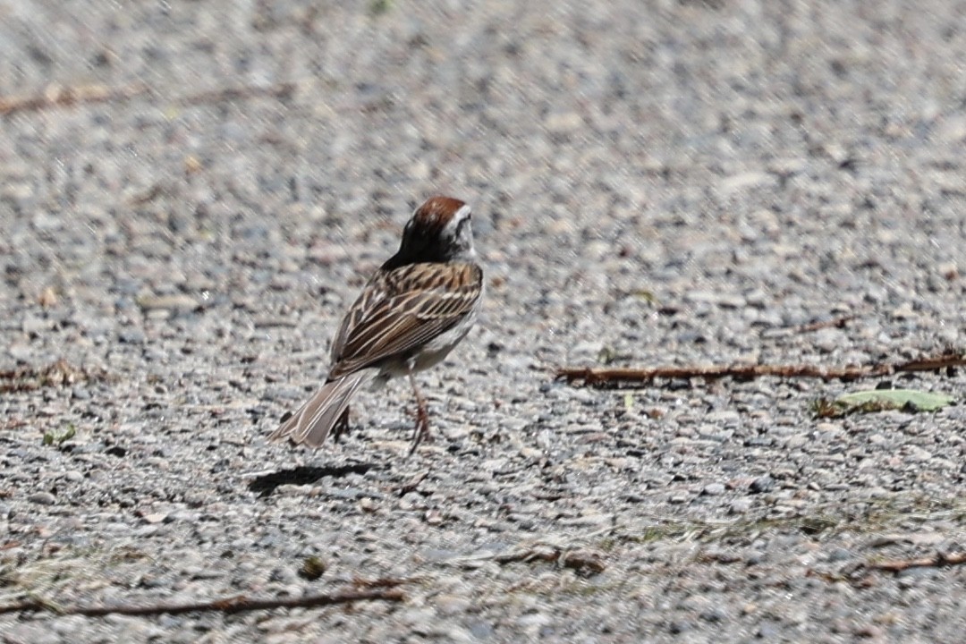 Chipping Sparrow - ML620089951