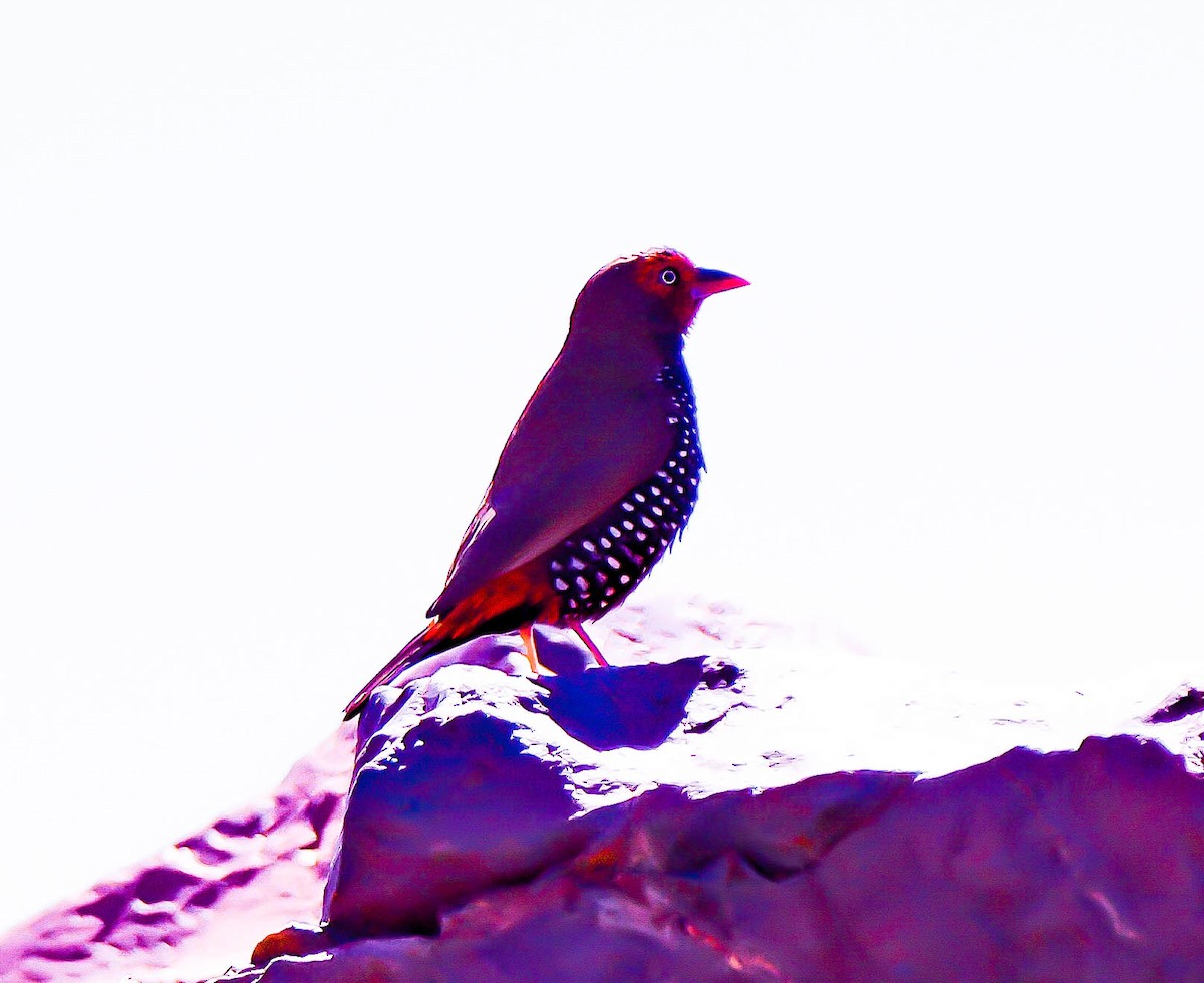 Painted Firetail - ML620089967