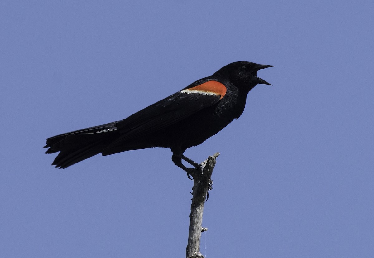 Red-winged Blackbird - Alison Davies