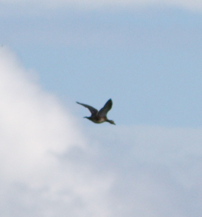 Wood Duck - ML620089990