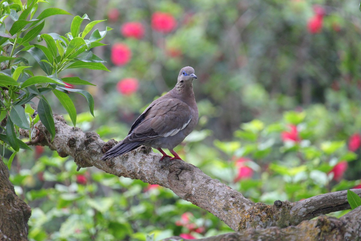 West Peruvian Dove - ML620089995