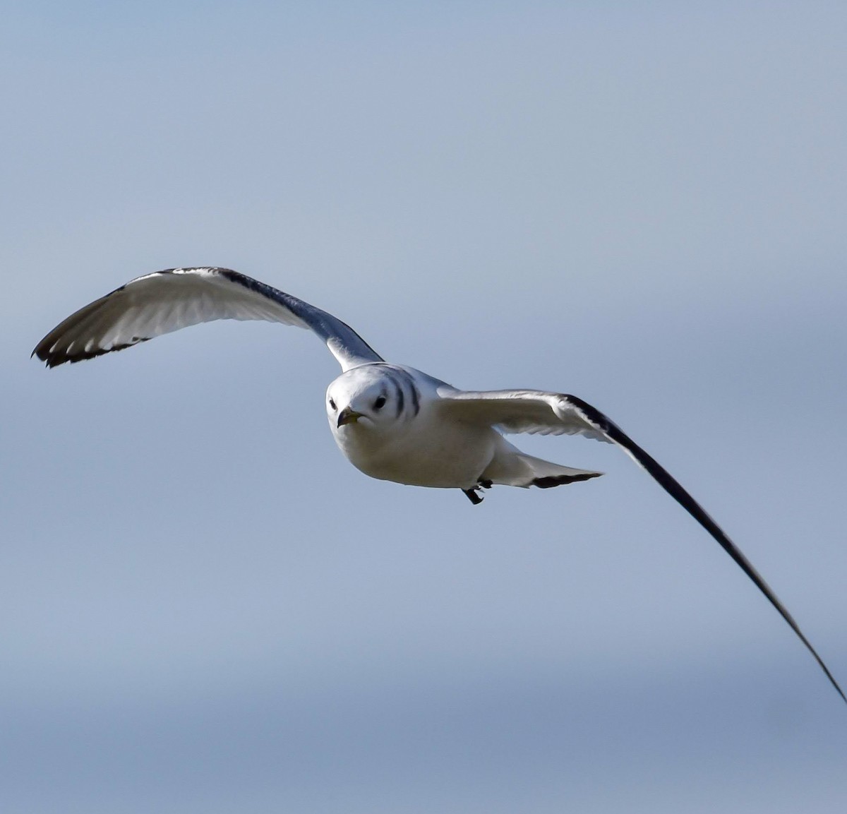 Black-legged Kittiwake - ML620090009