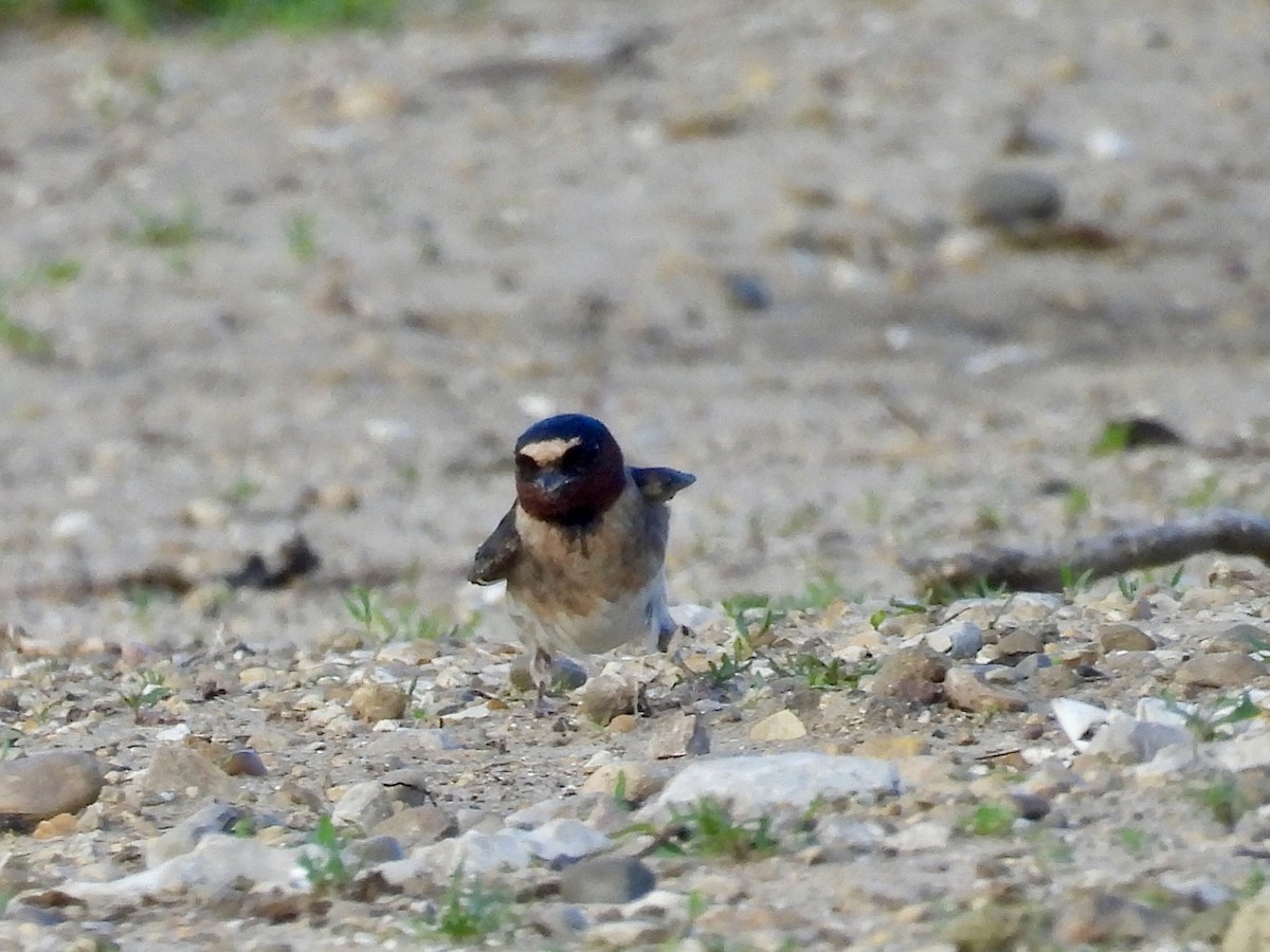 Cliff Swallow - ML620090018