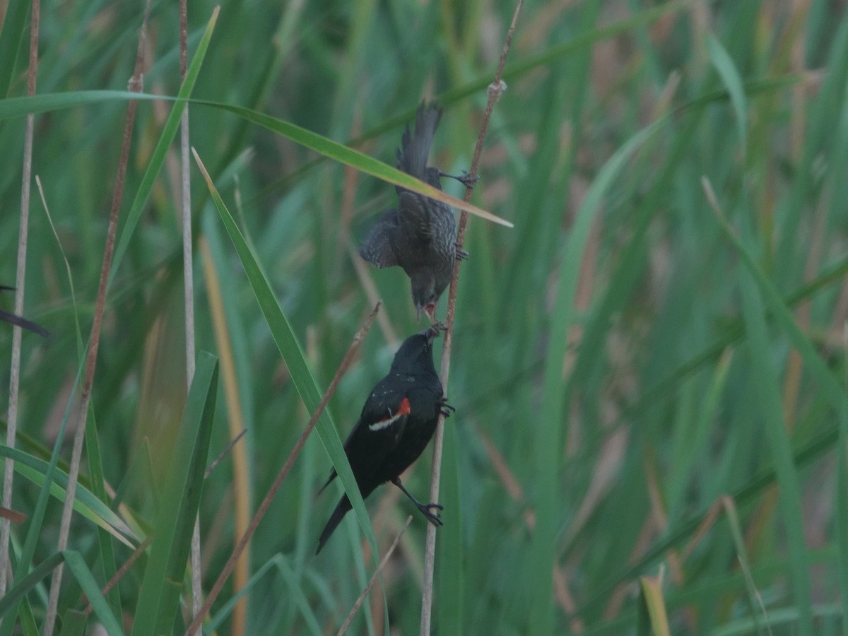 Tricolored Blackbird - ML620090031