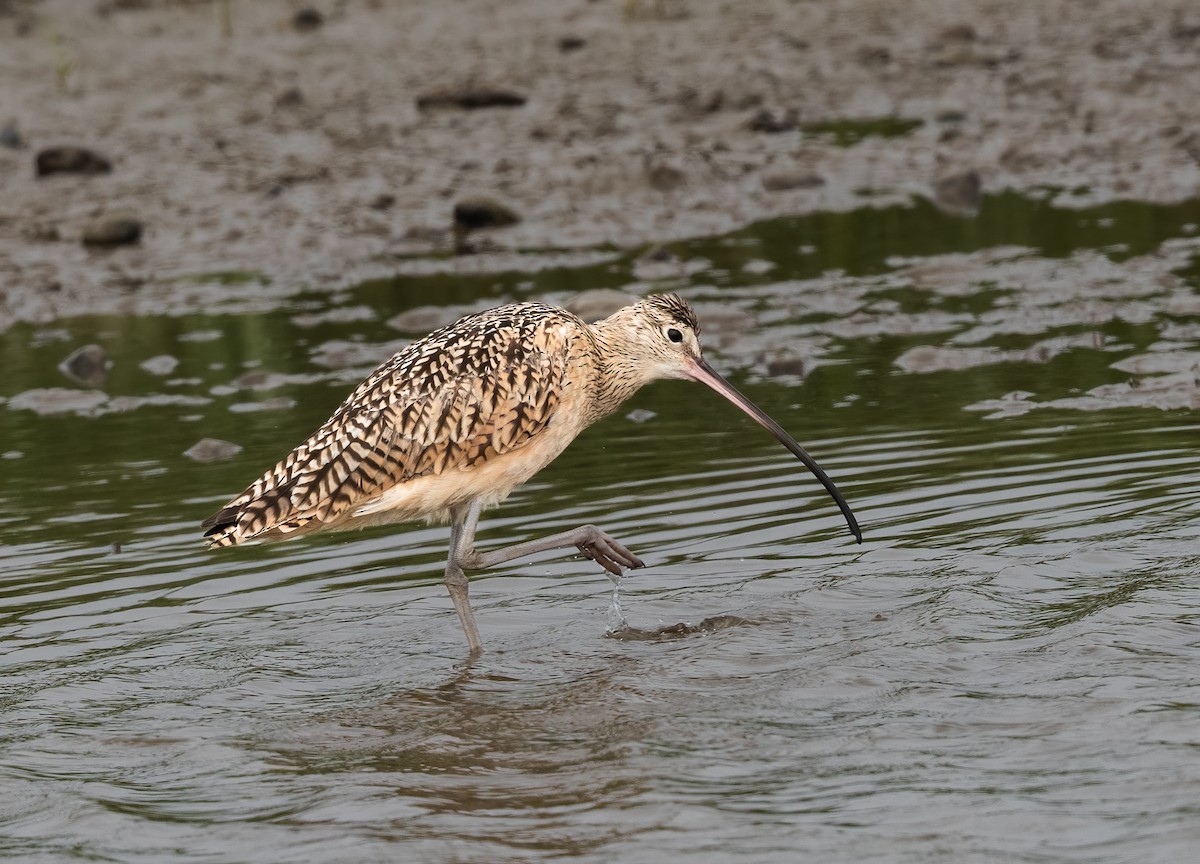 Long-billed Curlew - ML620090033