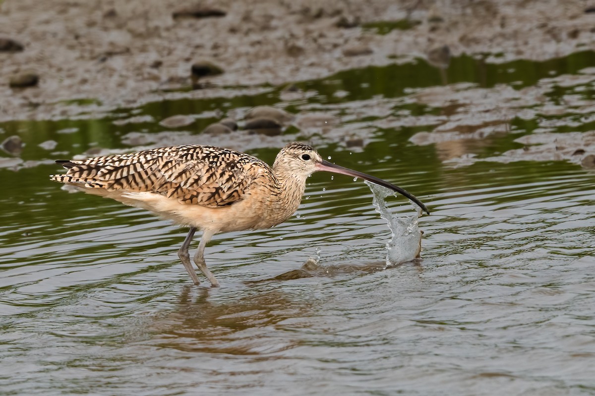 Long-billed Curlew - ML620090035
