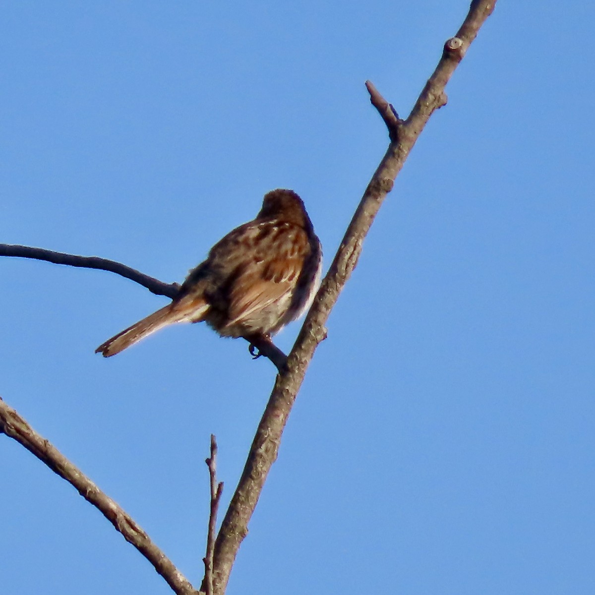 Song Sparrow - ML620090036