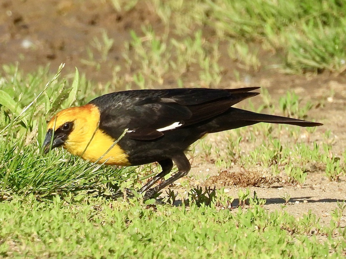 Yellow-headed Blackbird - ML620090052