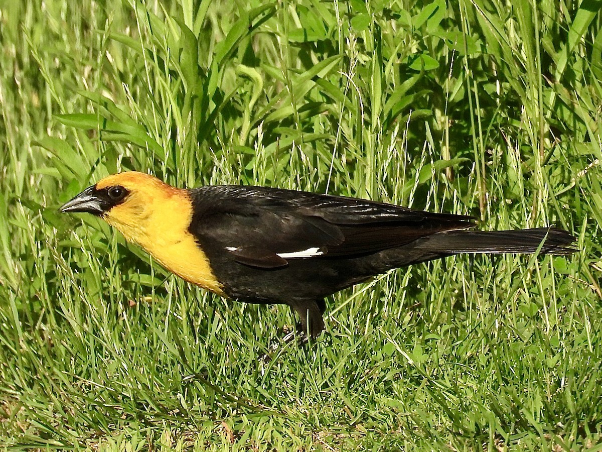 Yellow-headed Blackbird - ML620090053