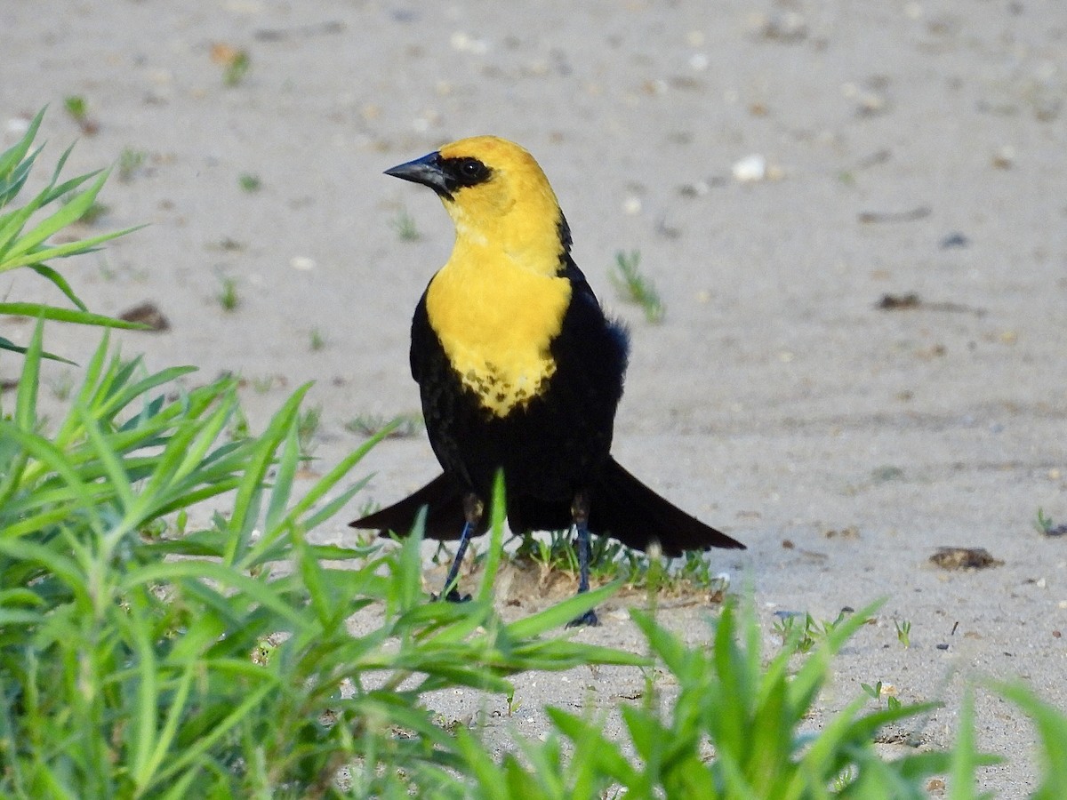 Yellow-headed Blackbird - ML620090054