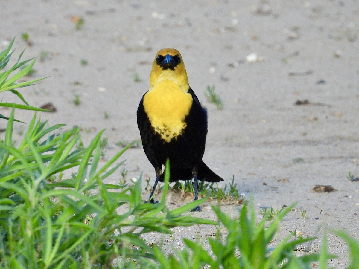 Yellow-headed Blackbird - ML620090055