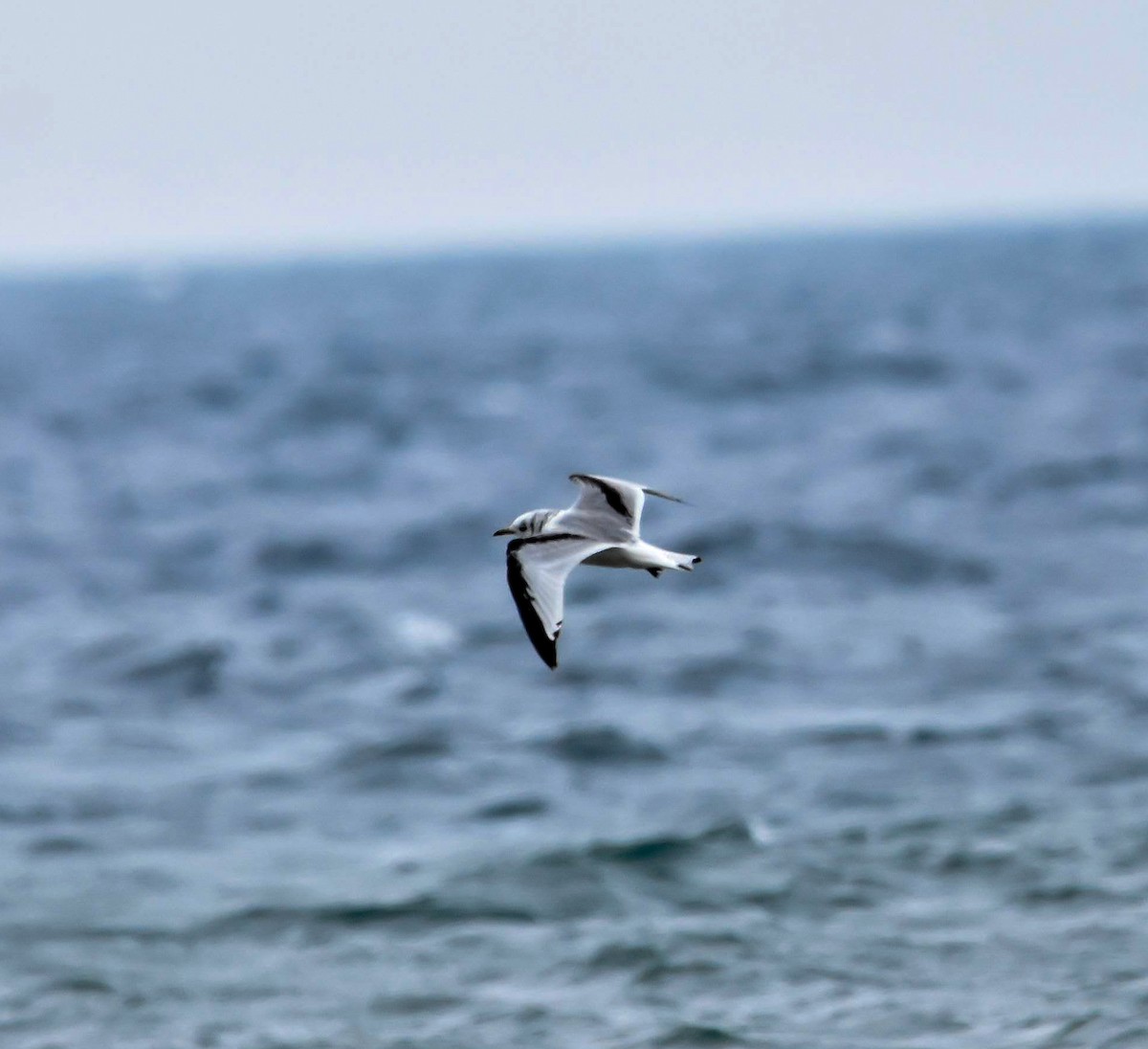 Black-legged Kittiwake - ML620090081