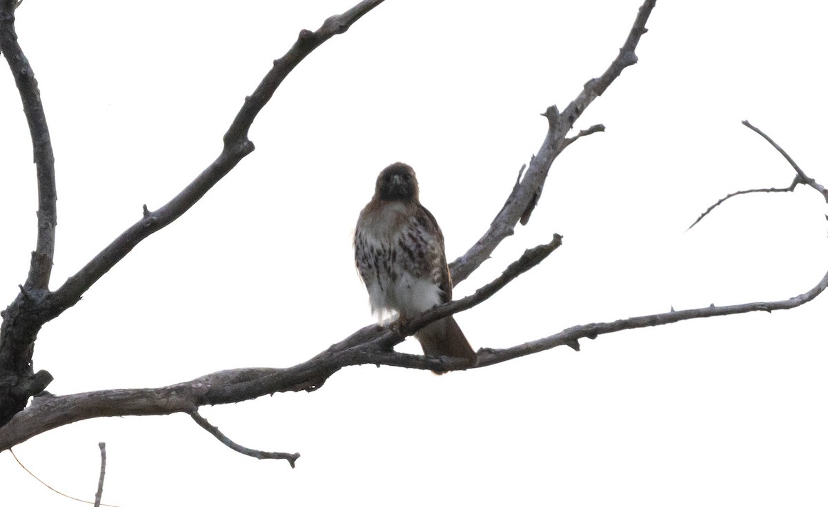 Red-tailed Hawk (abieticola) - ML620090083