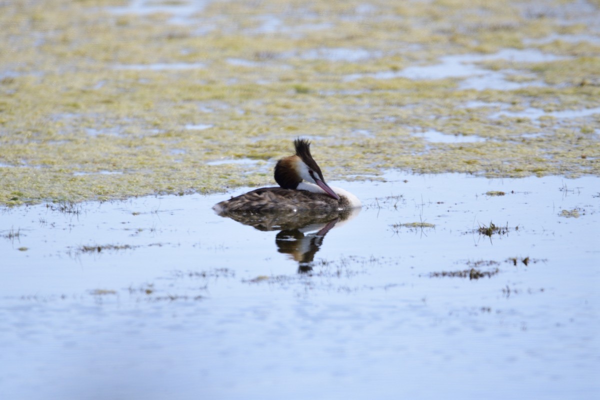 Great Crested Grebe - Ken Crawley