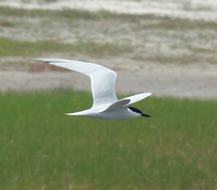 Gull-billed Tern - ML620090089