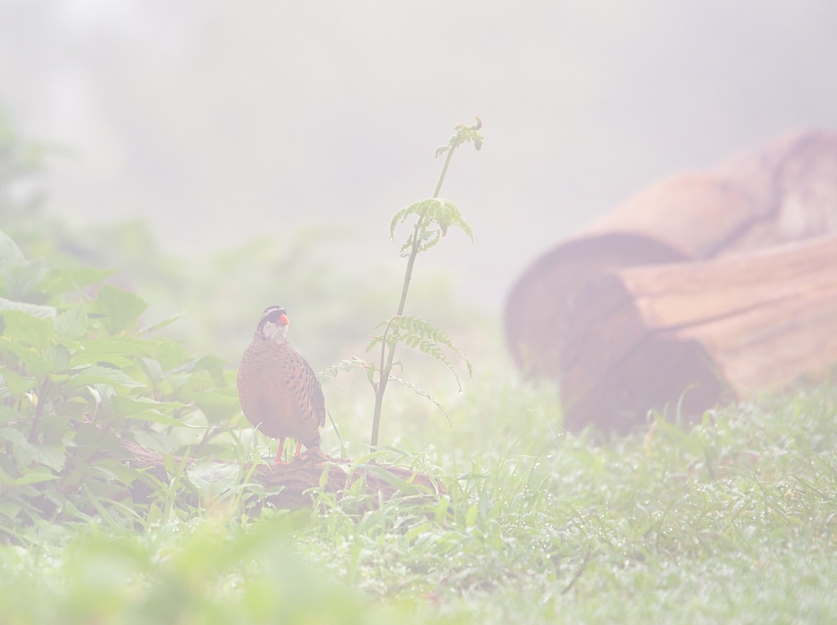 Painted Bush-Quail - ML620090094