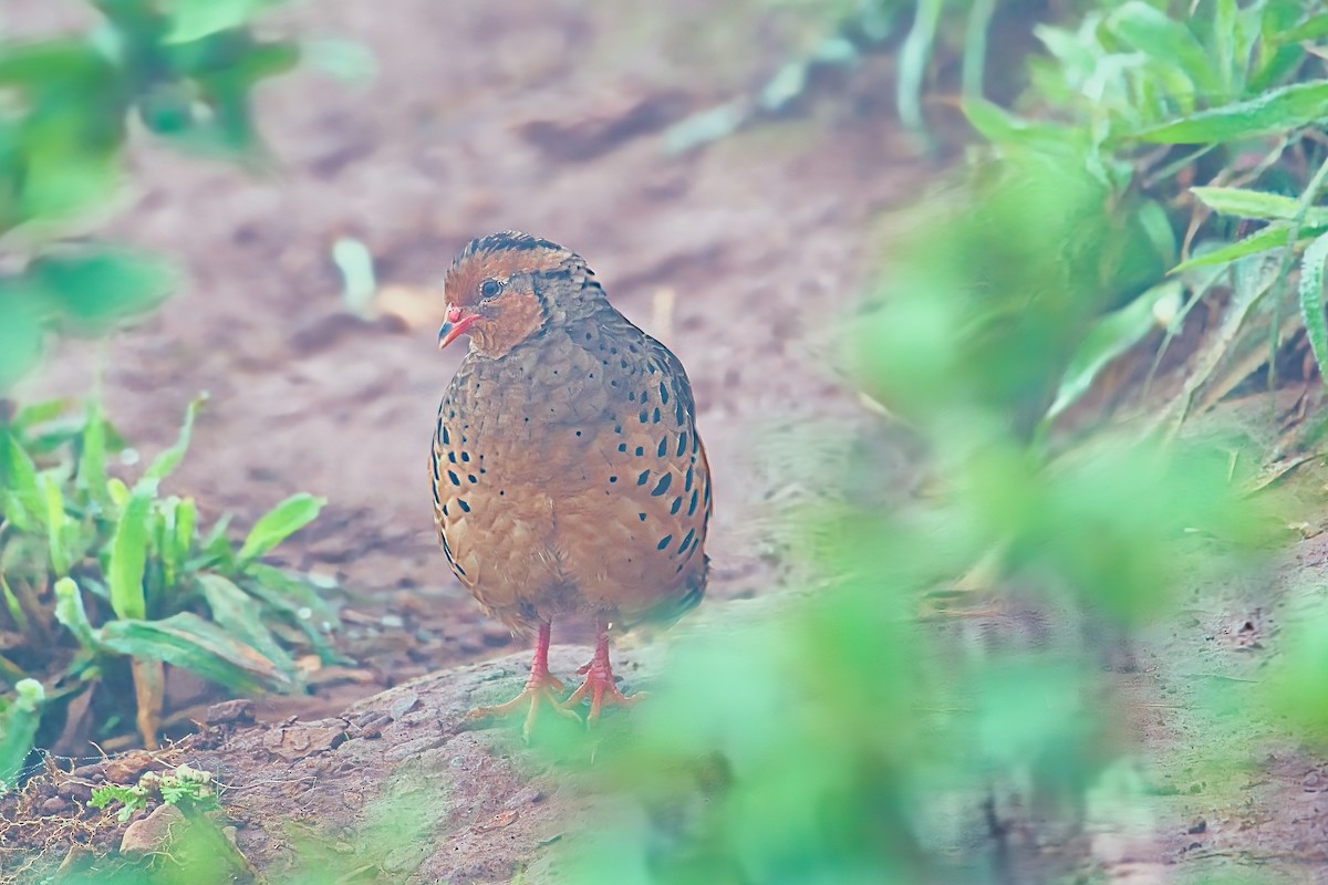 Painted Bush-Quail - ML620090095