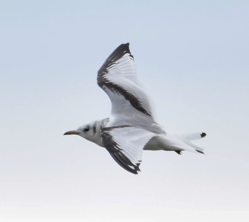 Black-legged Kittiwake - ML620090106