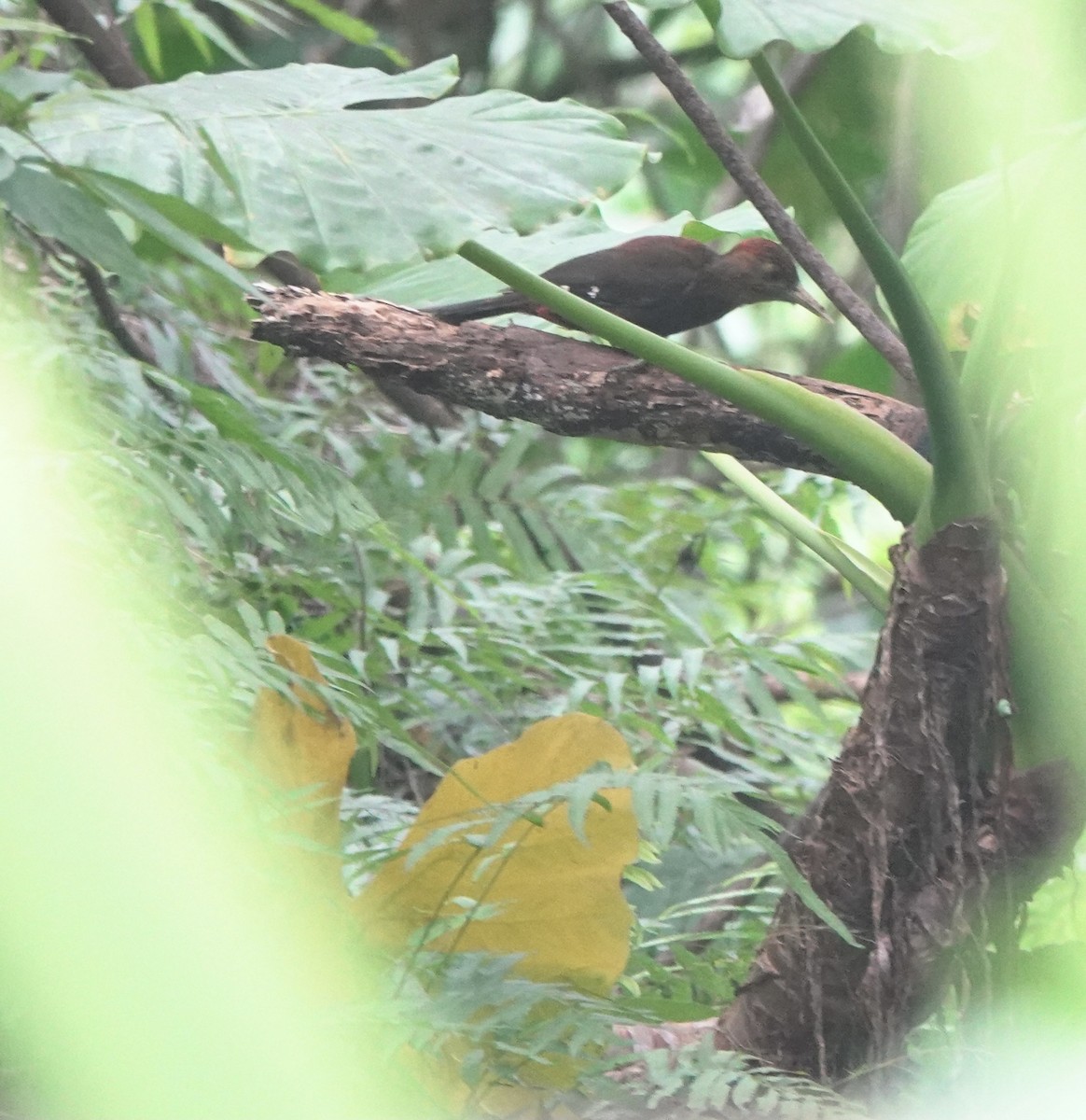 Okinawa Woodpecker - ML620090110